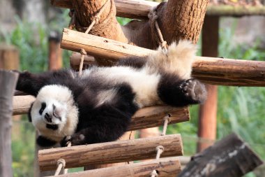 Mutlu küçük panda, Yu Ai, ip merdiveninde eğleniyor, Chongqing, Çin