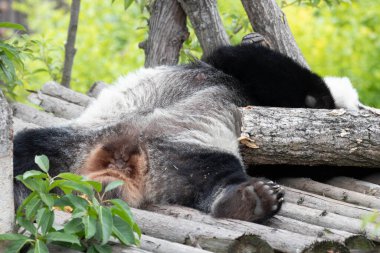 Uyuyan panda pozu, Chengdu Panda Üssü, Çin