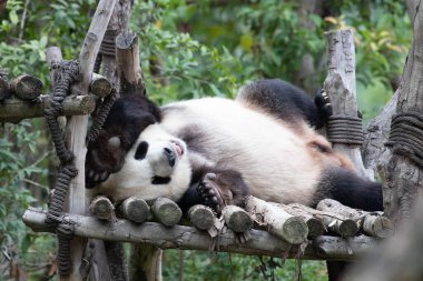 Uyuyan panda pozu, Chengdu Panda Üssü, Çin