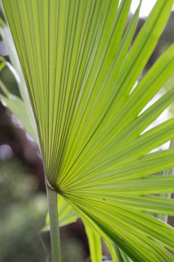 Pervane palmiyesi yaprağının çarpıcı bir şekilde yaklaşması, zarif ve yayılan kaburga desenini ortaya çıkarır. Canlı yeşil yüzey, ışık ve gölgenin ince varyasyonlarını yakalar. Yaprakların simetrisini ve dokusunu vurgular..