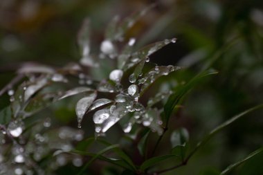 Işıl ışıl yağmur damlaları narin yeşil yaprakların üzerinde narin bir şekilde dinlenir. Yumuşak bir duşun ardından doğanın huzur veren güzelliğini yakalar.