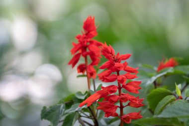 Kırmızı adaçayı çiçeklerinin (Salvia ihtişamı) canlı dikenleri yemyeşil yeşilliklerin üzerinde yükselir, yumuşak bulanık bir arka planda parlak bir şekilde parlar.