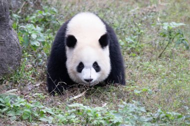 Oyuncu Panda, Yu ai salıncak merdiveninde, Chongqing, Çin