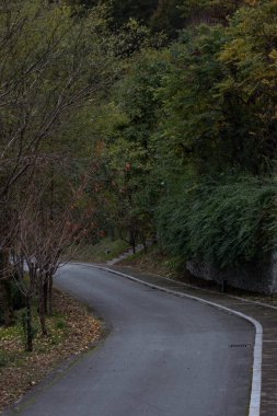 Bereketli yeşil yapraklar ve dağınık yapraklarla çevrili sakin bir ormanda dolambaçlı bir yol yavaşça kıvrılır. Sessiz ışık ve yumuşak gölgeler sakin ve düşünceli bir ruh hali yaratır.