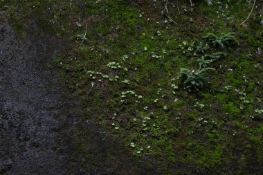 Nemli bir taş duvar yemyeşil yosun ve küçük filizlenen eğreltiotlarıyla kaplıdır, canlı bir dokuma ve renk örtüsü oluşturur.