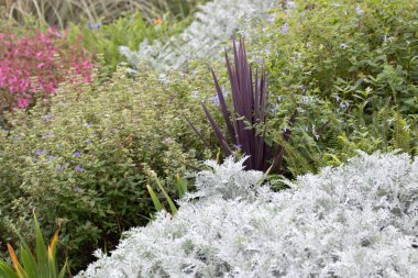 Renkli ve desenli canlı bir bahçe sahnesi. Çiçek açmış bitki katmanlarıyla dolu. Ön plandaki gümüşi yapraklar yemyeşil yapraklar ve yumuşak mor çiçeklerle çok güzel tezat oluşturuyor.,
