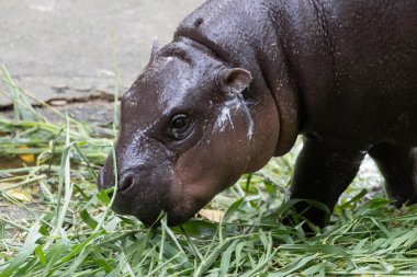 Şirin şirin pigme hipopotam, Moo Deng Tayland 'da eğleniyor.