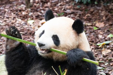 Kapat tatlı panda, Mei Lan nam-ı diğer Rou Rou, Panda Garden, Çin