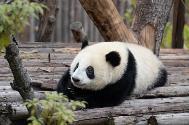 Kırmızı arkaplanda beyaz bir fiyonk ile süslenmemiş kırmızı bir baston şeker.