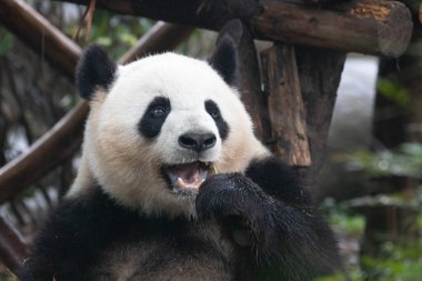 Çin 'deki Mutlu Panda' dan Büyük Gülümse
