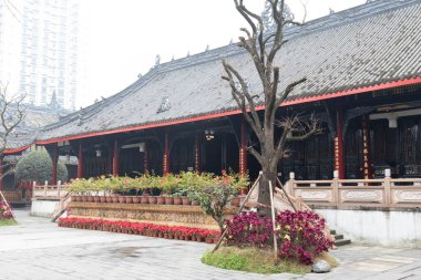 Canlı menekşe sinerarya çiçeklerinin yakın plan görüntüsü, kadife yaprakları narin beyaz merkezlere yayılıyor. Zengin mor renkler, koyu yeşil deniz tarağı yapraklarıyla çok güzel tezat oluşturuyor.,