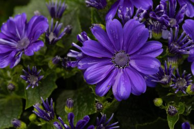 Canlı menekşe sinerarya çiçeklerinin yakın plan görüntüsü, kadife yaprakları narin beyaz merkezlere yayılıyor. Zengin mor renkler, koyu yeşil deniz tarağı yapraklarıyla çok güzel tezat oluşturuyor.,