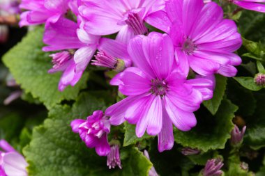 Canlı menekşe sinerarya çiçeklerinin yakın plan görüntüsü, kadife yaprakları narin beyaz merkezlere yayılıyor. Zengin mor renkler, koyu yeşil deniz tarağı yapraklarıyla çok güzel tezat oluşturuyor.,