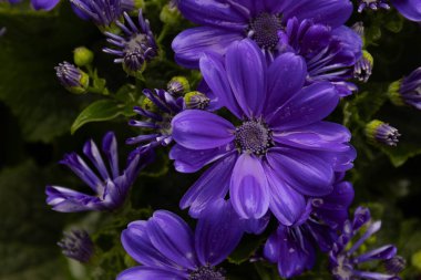 Canlı menekşe sinerarya çiçeklerinin yakın plan görüntüsü, kadife yaprakları narin beyaz merkezlere yayılıyor. Zengin mor renkler, koyu yeşil deniz tarağı yapraklarıyla çok güzel tezat oluşturuyor.,