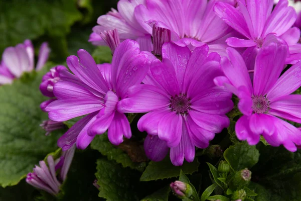 Canlı menekşe sinerarya çiçeklerinin yakın plan görüntüsü, kadife yaprakları narin beyaz merkezlere yayılıyor. Zengin mor renkler, koyu yeşil deniz tarağı yapraklarıyla çok güzel tezat oluşturuyor.,