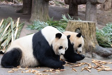 Anne Panda ve yavrusu Chengdu 'nun değerli anı, Çin