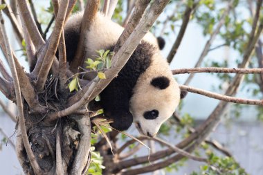 Şirin pofuduk küçük panda yüksek ağaçta, Chengdu, Çin 'de eğleniyor.