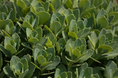 Taşrop yapraklarından oluşan yoğun bir küme yumuşak yeşil tonlardan oluşan katmanlı bir halı oluşturur, her biri yumuşak deniz tarağıyla kenarlı sulu bir yaprak..