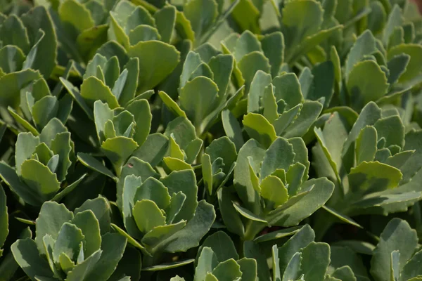 Taşrop yapraklarından oluşan yoğun bir küme yumuşak yeşil tonlardan oluşan katmanlı bir halı oluşturur, her biri yumuşak deniz tarağıyla kenarlı sulu bir yaprak..