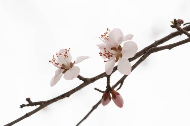 Şeftali çiçeği (Prunus persica), yumuşak pembe şeftali tomurcukları ince, yapraksız bir dala bağlıdır, her biri nazikçe incelmiş ve açılmaya hazırdır. Sessiz, sisli bir arkaplan üzerine kurulmuş, sığ alan derinliği, tomurcukların sessiz ritmine dikkat çeker ve...