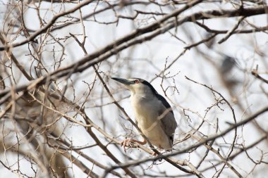 Yapraksız bir ağaç dalına sakince tünemiş yalnız bir balıkçıl. Yumuşak gri ve krema tüyleri ilkbaharın sessiz tonlarıyla harmanlanmış..