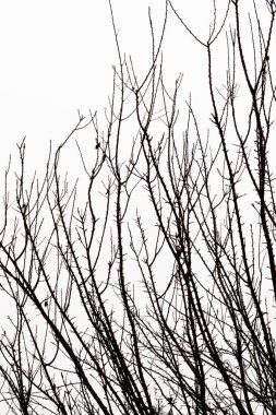 İnce, yapraksız dallar çerçeveyi çaprazlayarak yumuşak beyaz gökyüzüne karşı karmaşık bir doğal desen oluşturuyor..