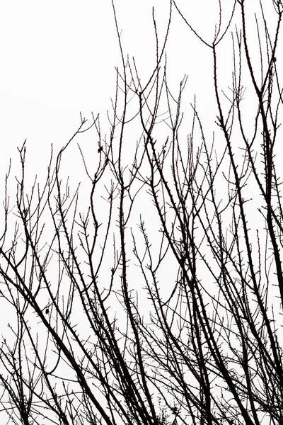 İnce, yapraksız dallar çerçeveyi çaprazlayarak yumuşak beyaz gökyüzüne karşı karmaşık bir doğal desen oluşturuyor..