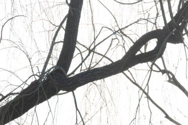 Koyu, desenli ağaç dalları parlak, solgun bir gökyüzü boyunca uzanıp kıvrılarak karmaşık bir doğal desen oluşturuyor..