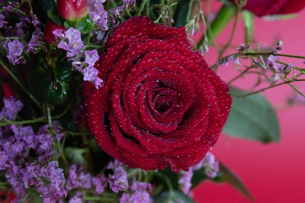 Taze çiğ damlalarıyla süslenmiş koyu kırmızı güller, parlak kırmızı hiperikum meyveleri ve narin pembe dolgu çiçekleriyle çevrili yakın plan bir çiçek sergisi..