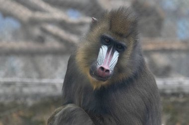 Bir manmatkabın çarpıcı yakın plan portresi canlı yüz işaretlerini ve anlamlı gözlerini gösteriyor. Uzamış burnundaki canlı pembe ve mavi renkler kalın kahverengi kürküyle güzel bir tezat oluşturarak eşsiz ve güçlü varlığının altını çiziyor.