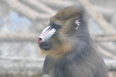 Bir manmatkabın çarpıcı yakın plan portresi canlı yüz işaretlerini ve anlamlı gözlerini gösteriyor. Uzamış burnundaki canlı pembe ve mavi renkler kalın kahverengi kürküyle güzel bir tezat oluşturarak eşsiz ve güçlü varlığının altını çiziyor.