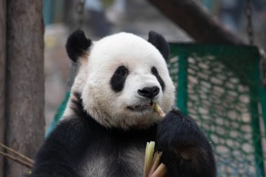 Panda 'yı, Meng ER' ı kapatıyoruz, bambu atıyoruz, Pekin, Çin