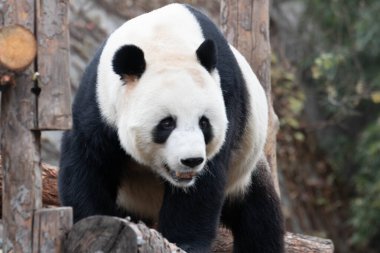Oyuncu Panda, Meng Da, Pekin, Çin 'deki ahşap yapının üzerinde oturuyor.