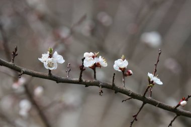 Narin, beyaz bir çiçek, ince, karanlık bir dal boyunca açılır. Yumuşak ve sessiz bir arkaplanda güzel bir şekilde durur..