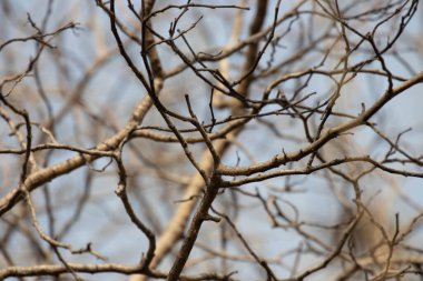 Yapraksız ağaç dallarının, yumuşak, bulanık bir arkaplanda çapraz çapraz çapraz görüntüsü. Dokuma kabuğu ve kesişen çizgiler soyut, organik bir desen oluştururken, sığ alan derinliği keskin detaylar içeren dalları seçer..