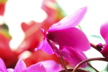 Yumuşak doğal ışıkta ortaya çıkan canlı pembe siklamen yapraklarının yakın çekim görüntüsü. Narin, kabarık yapraklar pürüzsüz, ipeksi dokular ve ince damarlar sergiliyor. Zarif, heykel gibi bir şekil yaratıyor..