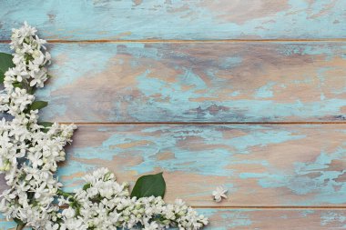 Mavi ahşap arka planda beyaz leylak çiçekleri. Bahar çiçeği kompozisyonu. Genel görünüm, düz yatış, kopyalama alanı
