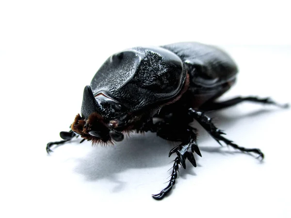 Coconut rhinoceros beetle — Stock Photo, Image