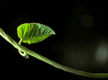 siyah arka planda küçük yeşil yaprak