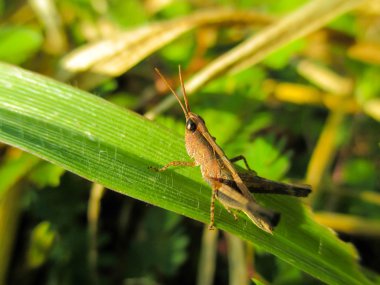 Çekirge çimenlerin üzerinde