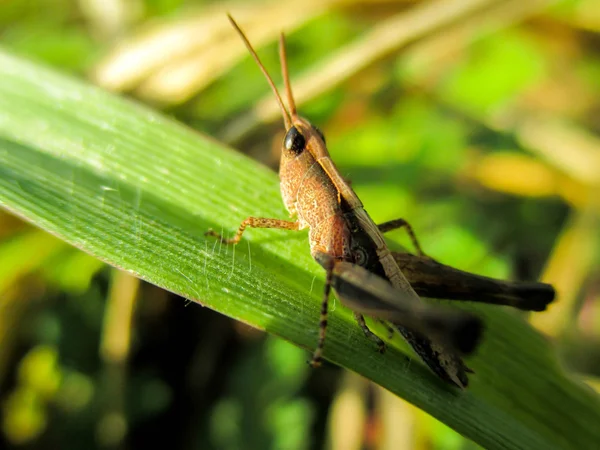 Saltamontes sobre hierba —  Fotos de Stock