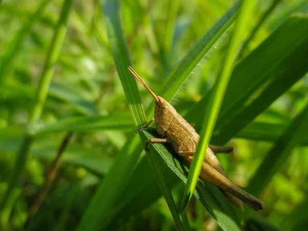 Szöcske, a fű — Stock Fotó