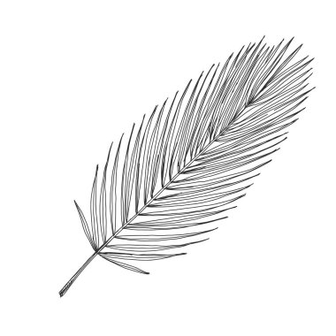 Palmiye dalı, retro el çizimi vektör illüstrasyonu.