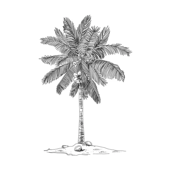 Kokosová dlaň, retro ručně kreslená vektorová ilustrace. — Stockový vektor