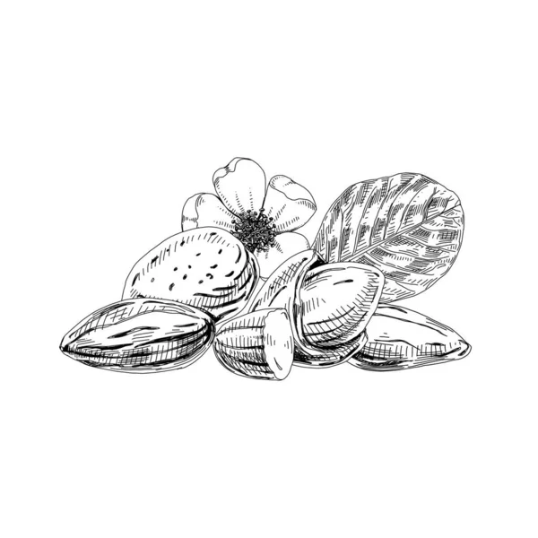 花、葉、果実、アーモンドの実、レトロな手描きベクトルイラスト. — ストックベクタ