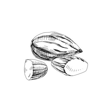 Badem fıstığı, retro el çizimi vektör çizimi.