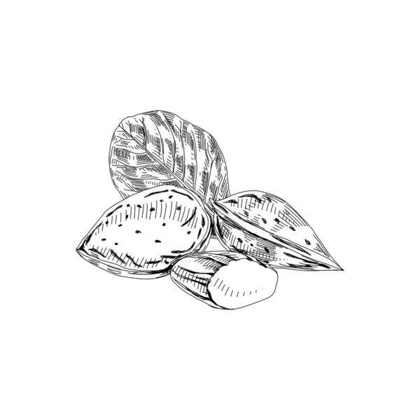 シェル、カーネルと葉のアーモンド、レトロな手描きベクトルイラスト. — ストックベクタ