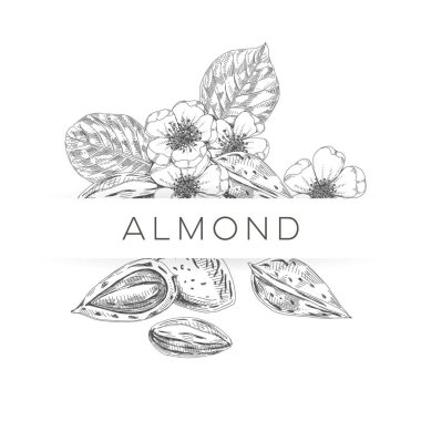 Badem kompozisyon posteri, retro el çizimi vektör illüstrasyonu.