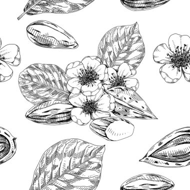 Badem dikişsiz arkaplan, retro el çizimi vektör illüstrasyonu.