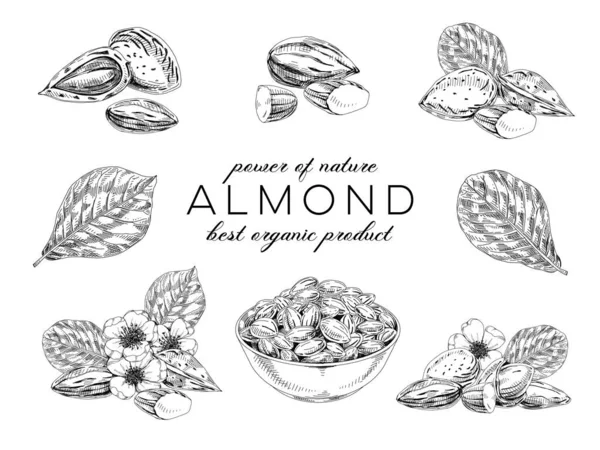 Collection of almond plant, retro hand drawn vector illustration. — Stock Vector